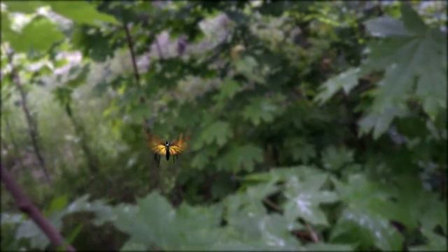Полёт бабочки - футаж для видеомонтажа