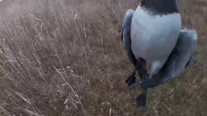 МОРЕ ГУСЯ ! ОСЕННЯЯ ОХОТА НА ГУСЯ.