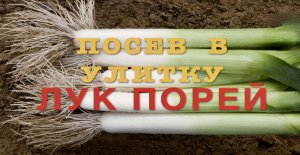 Сеем в УЛИТКУ лук ПОРЕЙ - ЛУЧШИЙ способ / Фильм 1