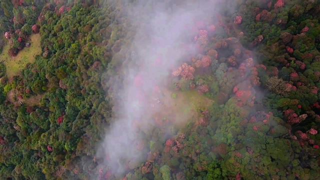 TINJURE ...rhododendron kingdom смотреть онлайн