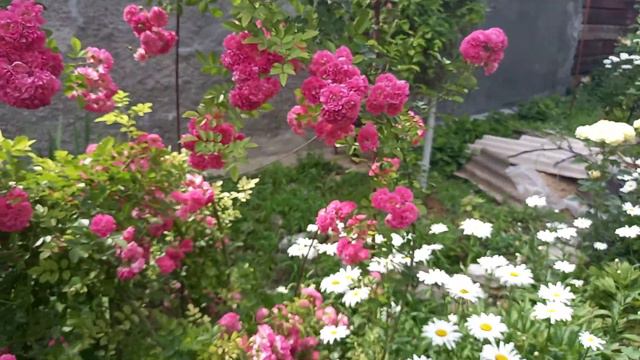 Обзор плетистой розы 26.06.2021 смотреть онлайн