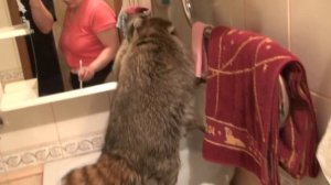 Енот пушистый и ежик купаются в ванной! Супер видео!