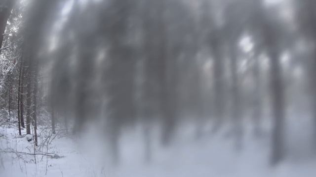 Охота с Русскими гончими на зайца 27 12 20 смотреть онлайн