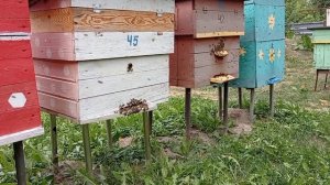 Обработка от клеща варроа, бюджетный способ, но один из самых эффективных методов обработки пчёл.