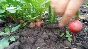 Рецепт перепелов в духовке. Фаршированная перепелка. Праздничное блюдо.