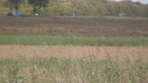 Охота на косулю с манком во время гона. Roebuck hunting with KoenigHunter.