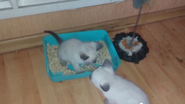 Котята кушают,ходят в туалет, тайские старосиамские. смотреть онлайн