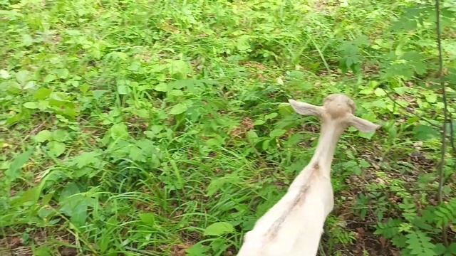 Мои козы.Проблемы у коз.Каких коз оставить в зиму? смотреть онлайн