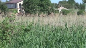 Вдоль реки Желтой  Желтые Воды  Июнь 2019