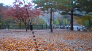 Автомобильный кемпинг в одиночестве под кленовым деревом