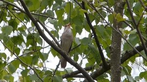 Обыкновенный соловей (лат. Luscinia luscinia)