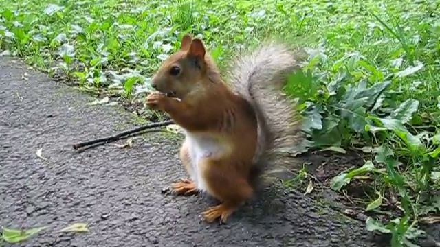 Кормление белки с рук. Крестовский остров Спб. смотреть онлайн