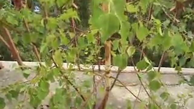 Растет Береза на балконе. смотреть онлайн