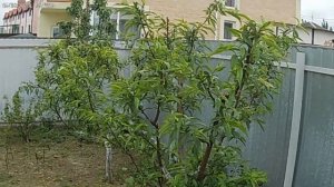 Персик.Болезни и вредители. Курчавость листьев персика. Признаки и методы борьбы.Делан.