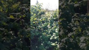 Малина Конёк Горбунов или лошадь Пржевальского