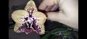 Цветет орхидея Анаконда ( phal. zheng min anaconda )