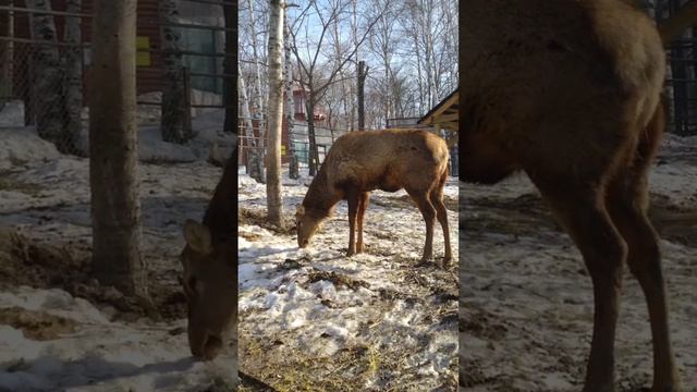 Наш изюбрь Василек сбросил рога!