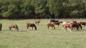 Кобылы не могут поделить жеребца