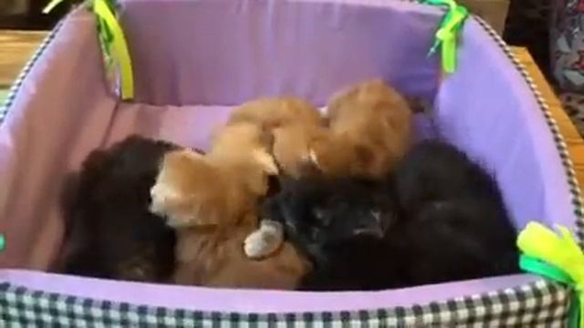 Котятам мейн кун 1 неделя