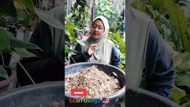 penjagaan pokok anthurium dan cara memperbanyakkan смотреть онлайн