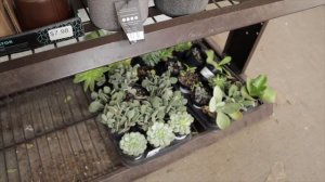 BEST HOME DEPOT AND LOWES PLANT SHOPPING AT THE BEACH \ Plant Shopping & Plant Haul 🏝