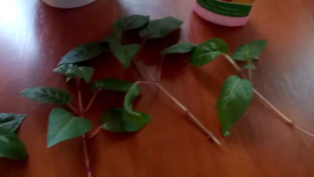 Осенняя обрезка фуксии. смотреть онлайн