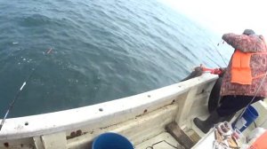 Морские дьяволы! Рыбалка с баркаса. Камбала в заливе.