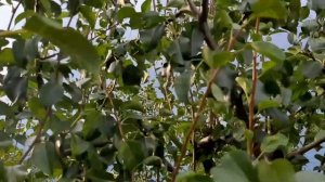 Груша Краснокутская обзор сорта