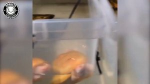 Смешные и милые ЯЩЕРИЦЫ ? Дикие животные ПОДБОРКА 2018