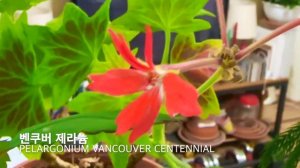 산호수, 벤쿠버제라늄 꽃이 피었습니다 | ARDISIA PUSILLA & PELARGONIUM VANCOUVER CENTENNIAL