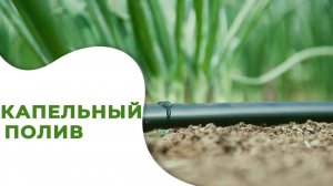 Строим балаганы, капельный полив для клубники