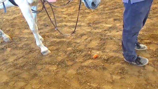 Кормить Лошадь  Лакомство для лошадей смотреть онлайн