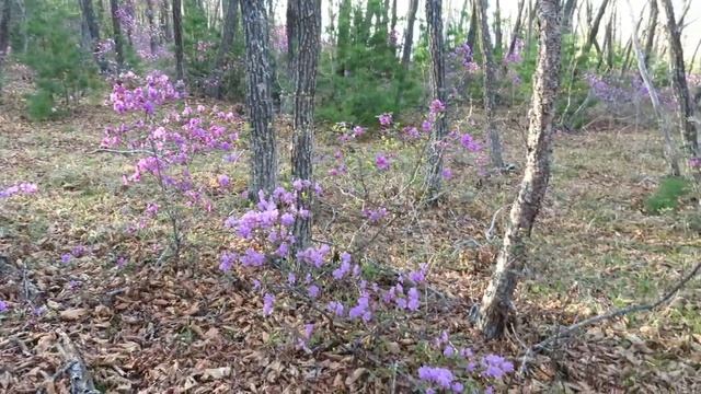 Цветение рододендрона сихотинского в Приморском крае смотреть онлайн