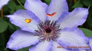 Клематис крупноцветковый Мисайо (clematis misayo) ? обзор: как сажать, саженцы клематиса Мисайо