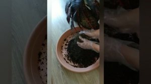 Пересадка большого кротона