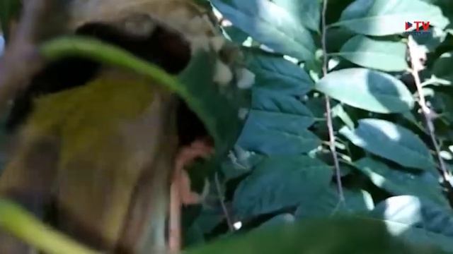 Популярная орнитология: птицы семейства славковых смотреть онлайн