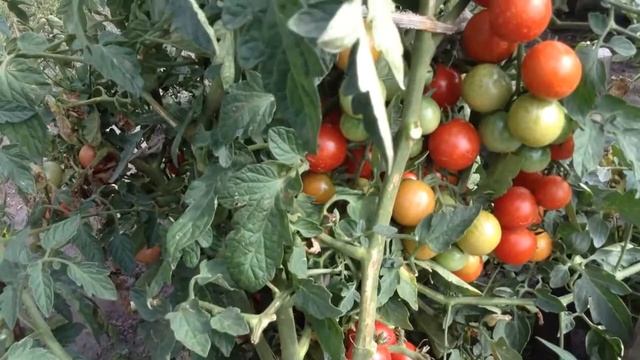 Томат Балконный F1 смотреть онлайн