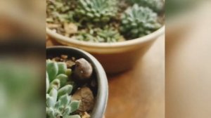 Echeveria Setosa Deminuta.