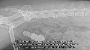 Мочекаменная болезнь у собаки