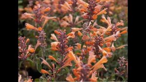 #Лофант #Agastache Garden #flowers141 Декоративные растения