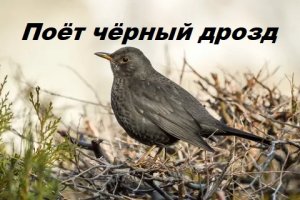 Поёт самка чёрного дрозда.