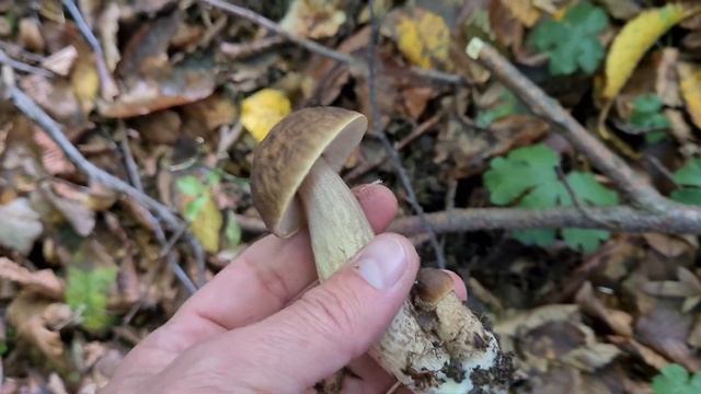 Удачный сбор грибов 2021. Много грибов. Тихая охота смотреть онлайн