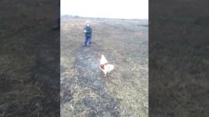 Соседский злой петух