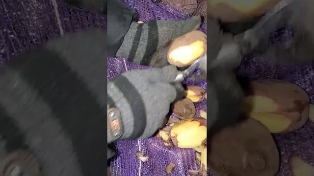 Картофель Родриго Брянск оптом смотреть онлайн