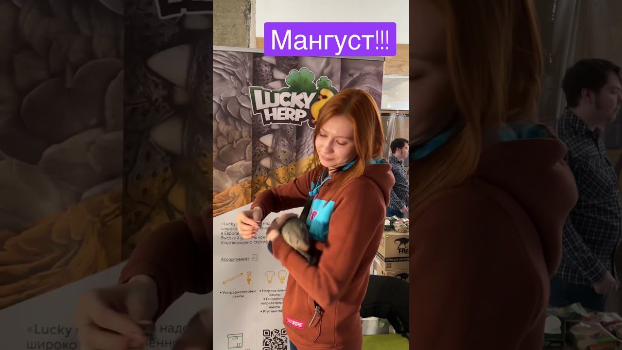 Мангуст!!! #zoo #zooanimals #экзотика #zoolife #reptile #меховой #зверьёмоё #shorts