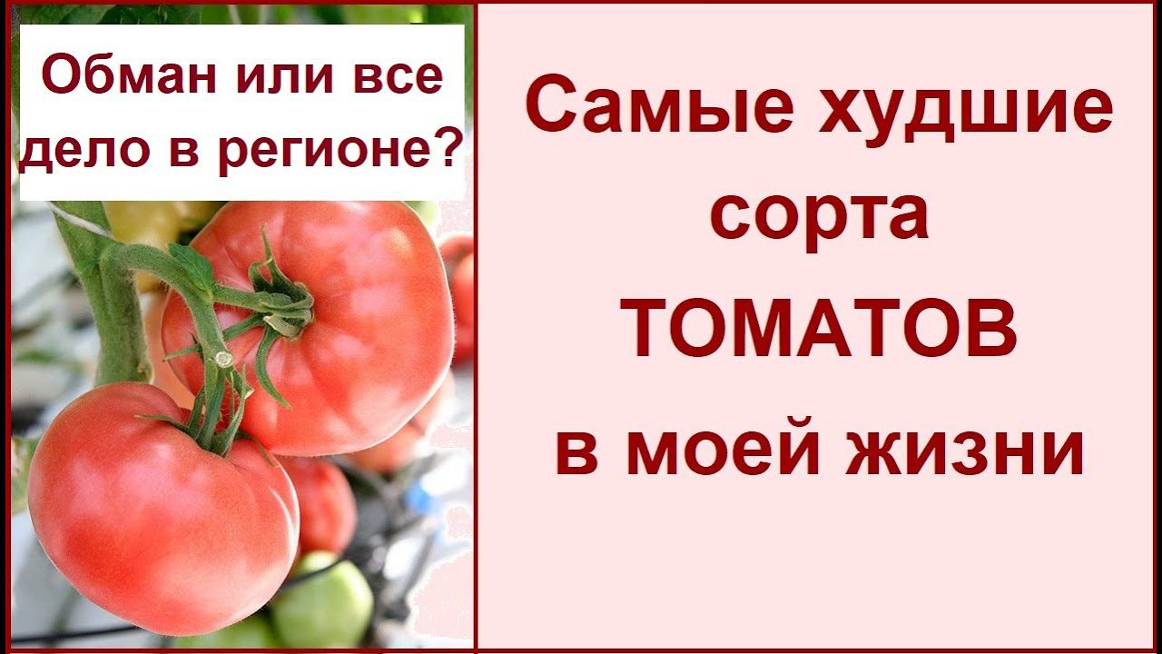 Больше эти помидоры никогда не посажу.