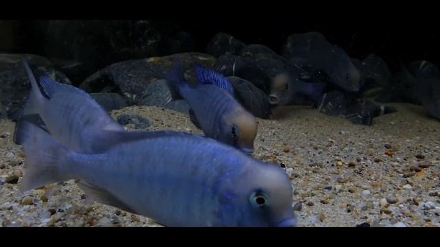 Cyrtocara Moorii (Blue Dolphin) Yunus Cichlid смотреть онлайн