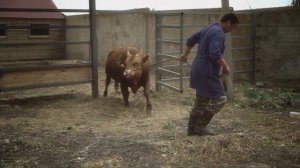 Тизер первой серии Сердце Степи.mp4