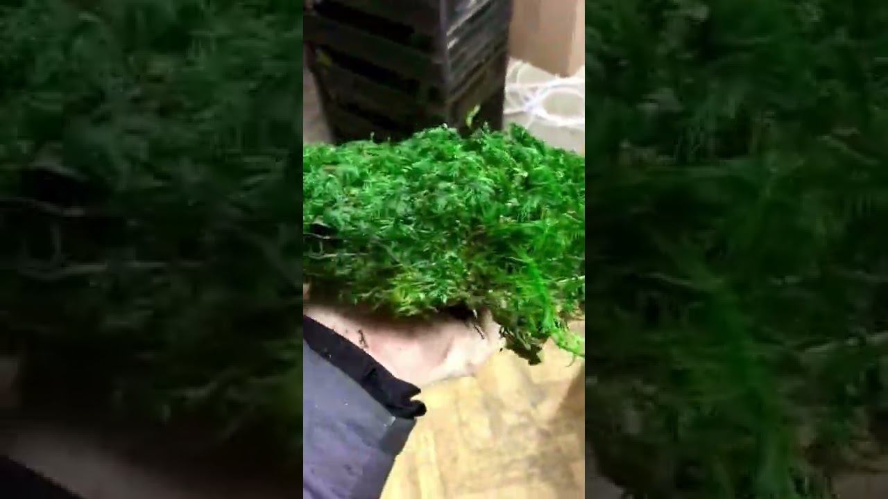 Папоротниковый мох зелёный