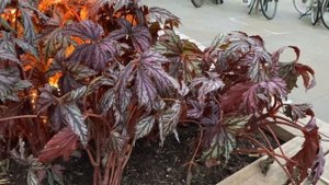 Бегонии на Клумбах в Декабре!! Begonia Benitochiba ? Gryphon . Лондон.